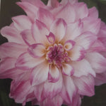White and Pink Dahlia Mikayla Miranda (Dinner-Plate) Tuber To Plant (Free UK Postage)
