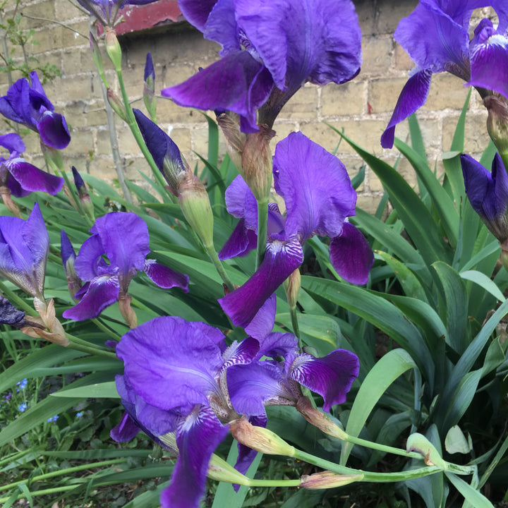 Attractive Blue Iris (Bearded Iris) Rhizomes For Sale to Plant Yourself (Free UK Postage)