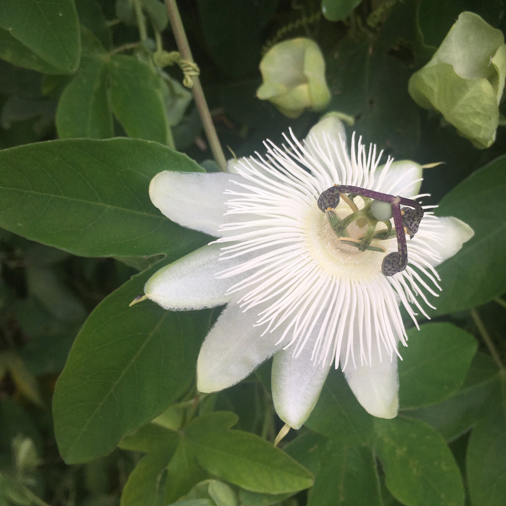 White Passion Flower Plants (Passiflora) in 2 litre Pots (Free UK Postage)