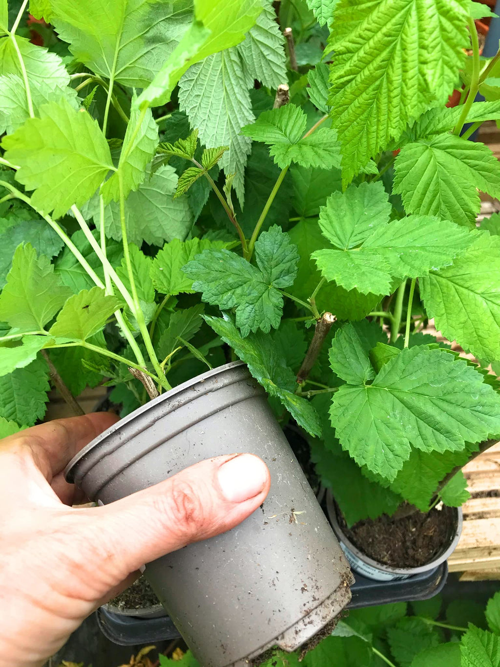Patio Raspberry Plants (9cm Dia Pots) Free UK Postage