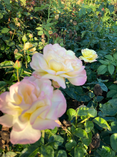 Beautiful 'Peace' Hybrid T Rose (Containerised 2 Litre Pot) Free UK Postage