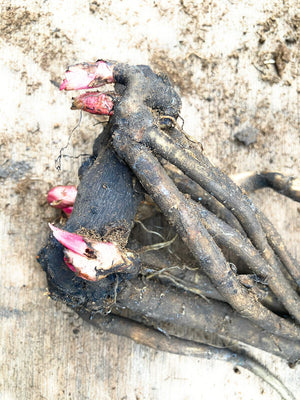 Mixed Peony (Sections of Roots) Free UK Postage