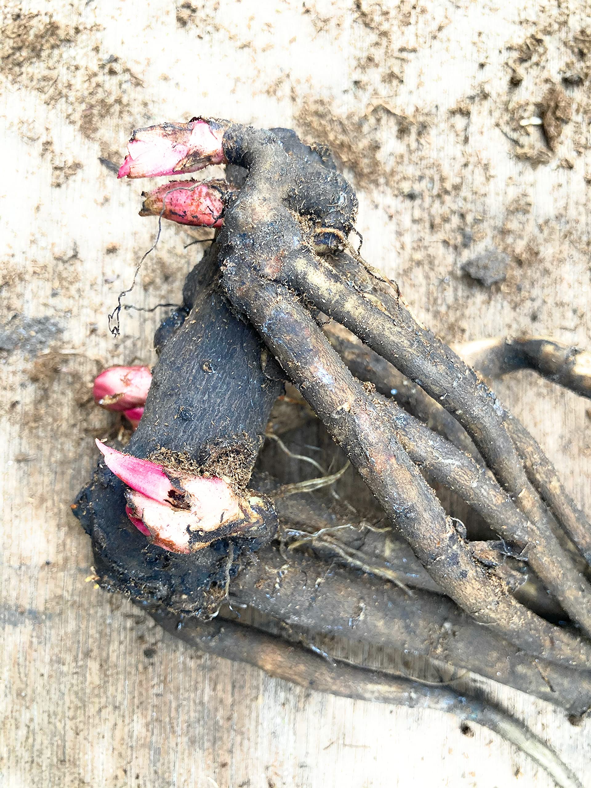 3 x Lovely Peony 'Duchess De Nemours' (Sections of Roots) (Free UK Postage)