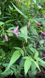 Pink Jasmine or Jasminus x stephanense (2 Litre Pot) Free UK Postage