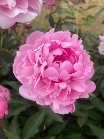 Pink Peony Plant 'Sarah Bernhardt' (2 Litre Pot) Free UK Postage