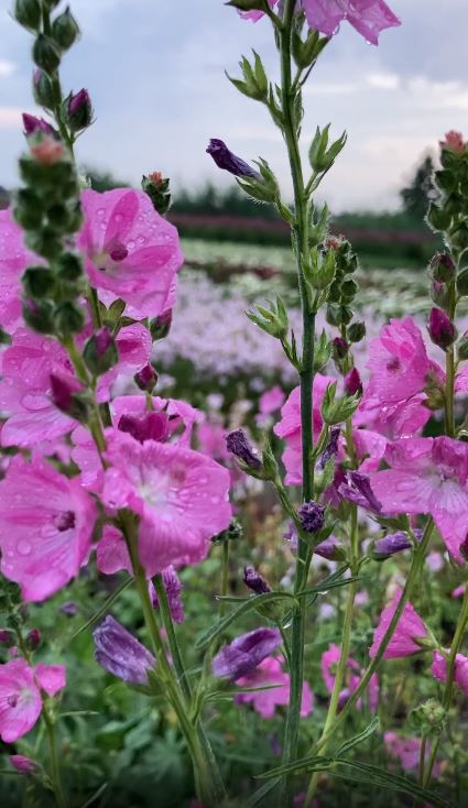 3 x Pink Prairie Mallow 'Party Girl' (root) (Free UK postage)
