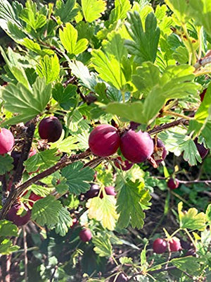 Red Gooseberry Plants (9cm Dia Pots) Free UK Postage