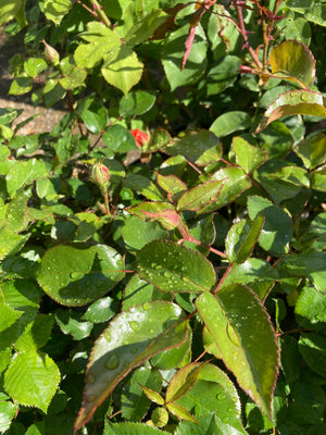 Peach 'Sweet Dream' Climbing Rose (Root-Wrapped) Free UK Postage