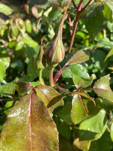 Yellow 'Dutch Gold' Hybrid T Rose (Containerised 2 Litre Pot) Free UK Postage