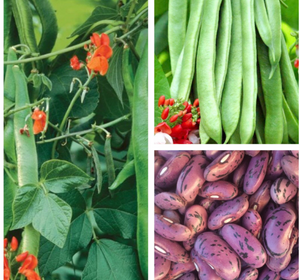 Runner Bean Seeds 'White Emergo' Variety To Plant And Grow Your Own (Free UK Postage)