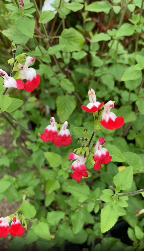 Salvia 'Hot Lips' (12 cm Dia Pot) Free UK Postage