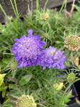 Scabiosa 'Blue Note' or Pincushion Flower  (12 cm Dia Pots) Free UK Postage