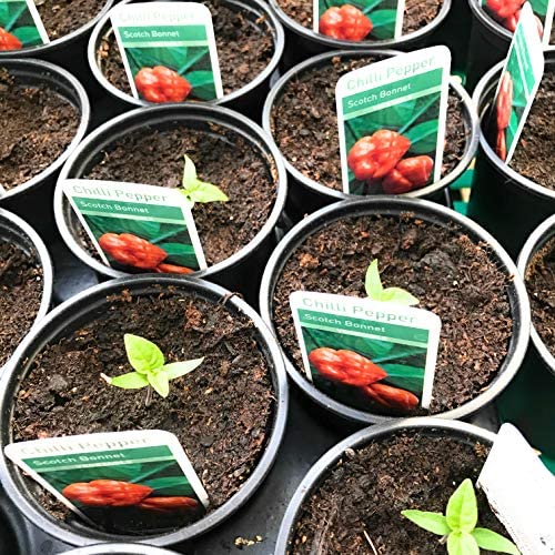 Mixed Chilli Plants 9 cm Dia Pots (Free UK Postage)