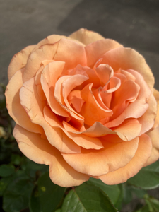 Hybrid T Rose Bush 'Warm Wishes' (Containerised 2 Litre Pot) Free Postage